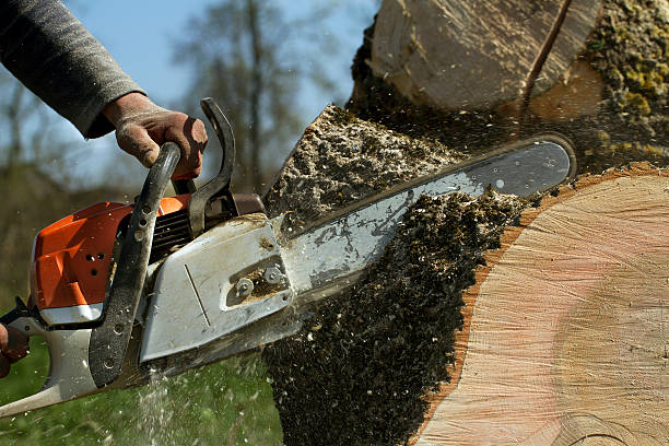 The Steps Involved in Our Tree Care Process in Gold Key Lake, PA